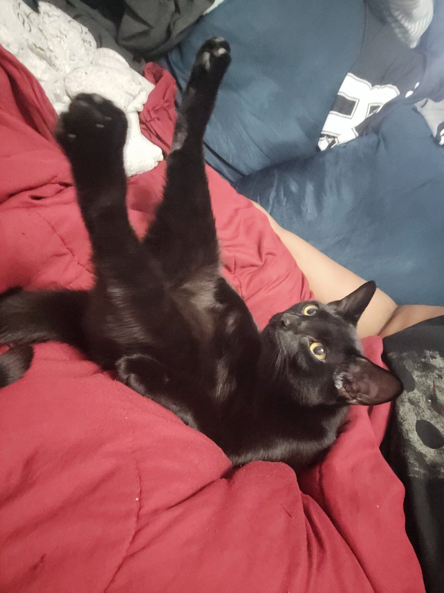 Thought everyone should see how my cat chooses to get comfy