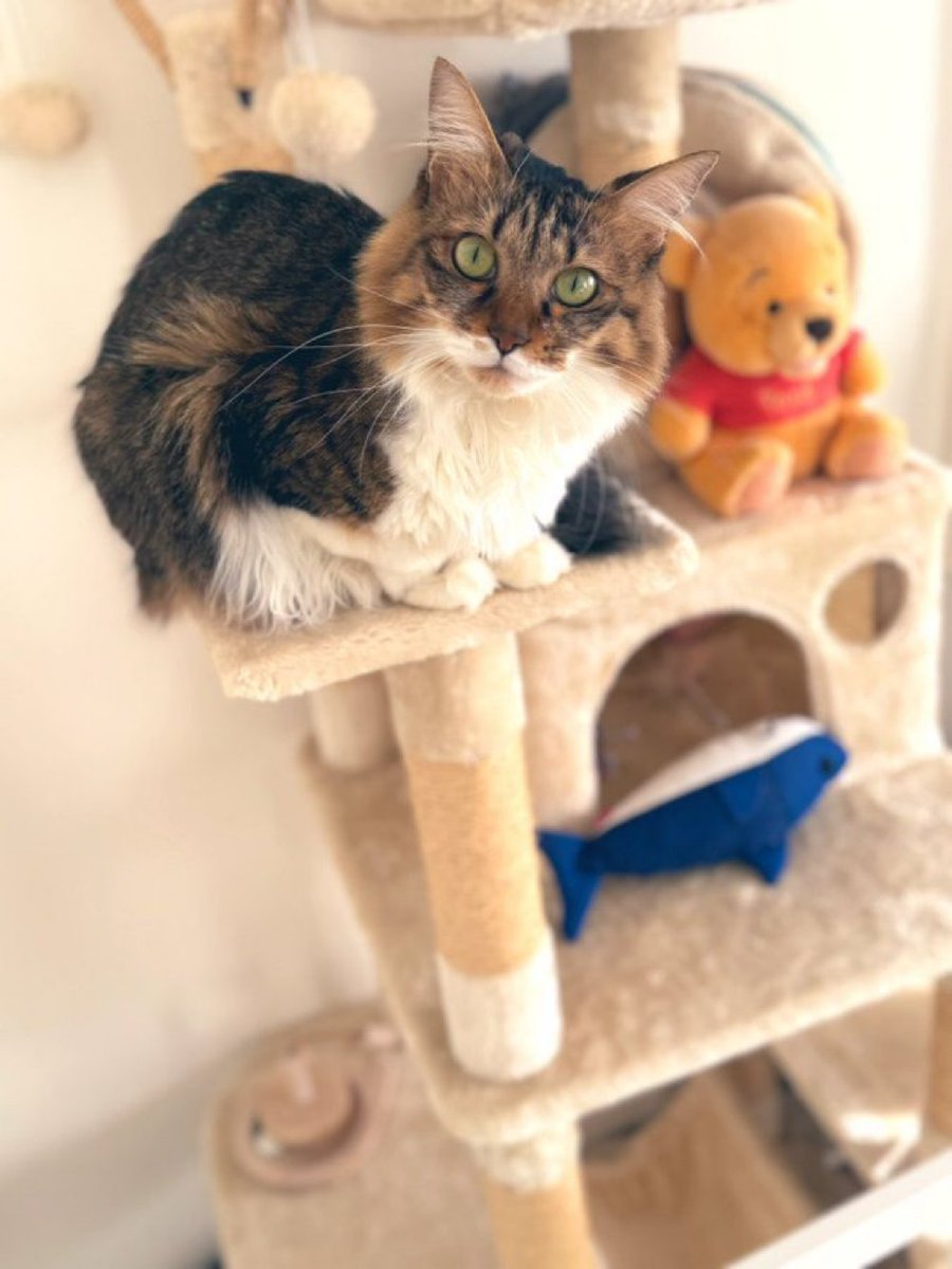 おはもふ！今日もたっぷり遊んでモフモフパワー全開でいこうね🐾✨