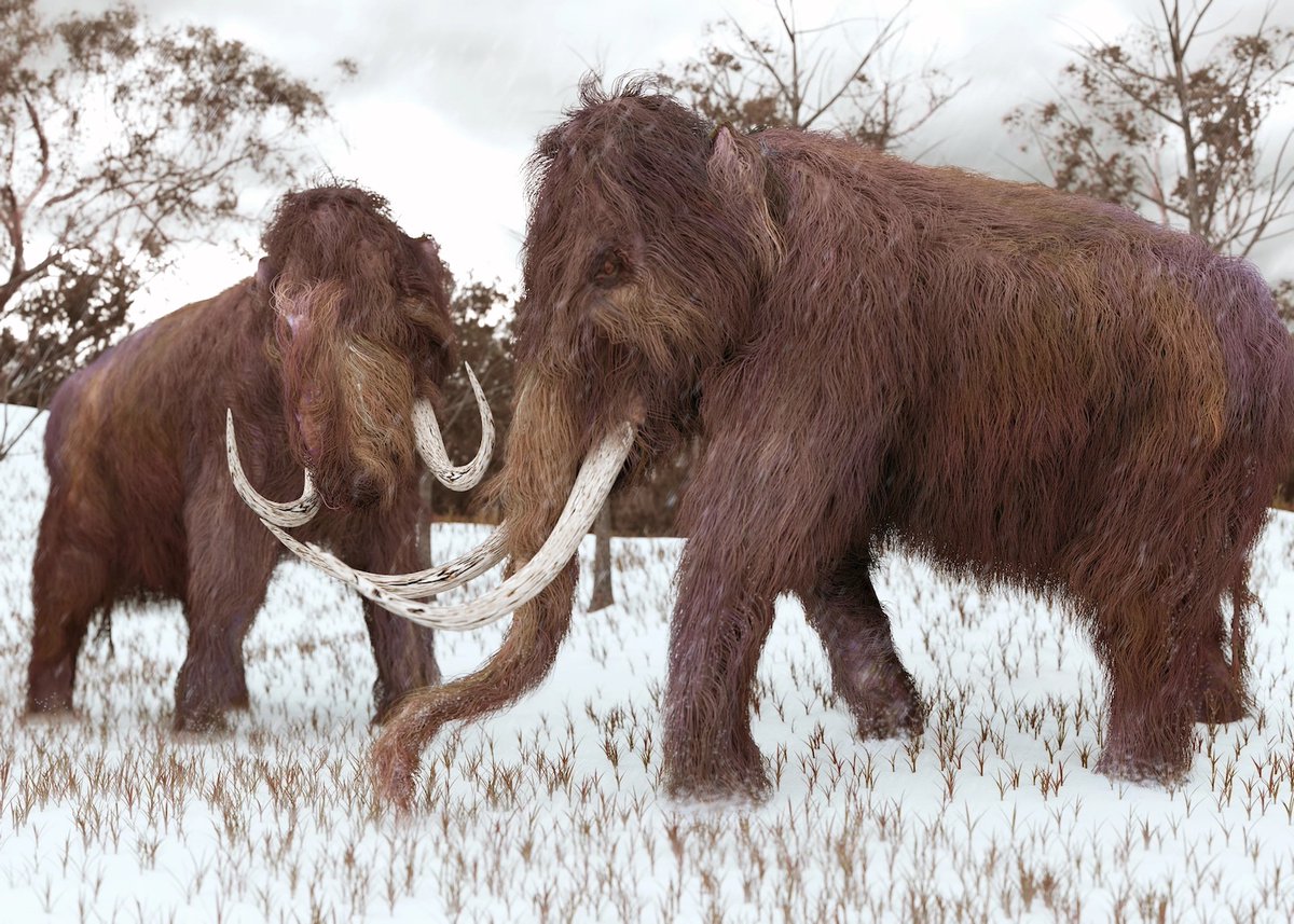 Mammoths on the Menu  at 7:30 p.m. - mailchi.mp/a9f682a6009e/m…