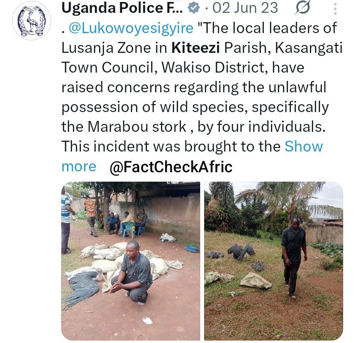 FactCheckAfric's tweet photo. FAKE NEWS! 

This did not happen in Abuja, Nigeria, it occurred in Uganda in 2023.

The birds involved were Marabou storks, not vultures.

They were kept alive, not sold as chicken meat.

They were caught by the Ugandan Police Force. https://t.co/Nf38ctoeov