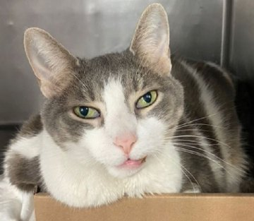 Please join me in singing a joyful song
because grandpa "Jagger" didn't go wrong!
From NYC ACC to a rescue grand
&amp; with thanks from our Twitter band!
When we know who did this noble deed
we can honor pledges &amp; glad indeed!
☺️👏🥰👍😺