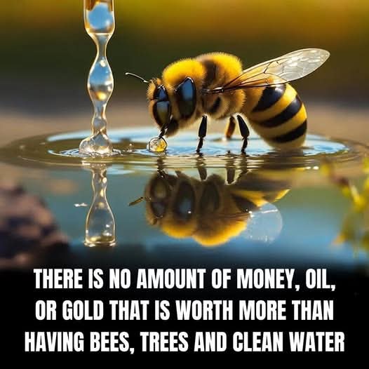Bees, trees and clean water are the foundation of life. 

They feed us, clean our air, and support ecosystems 🌍

Protect them: plant wildflowers &amp; trees, save water, skip pesticides &amp; support local conservation.

#FNBECD #FNBCare
