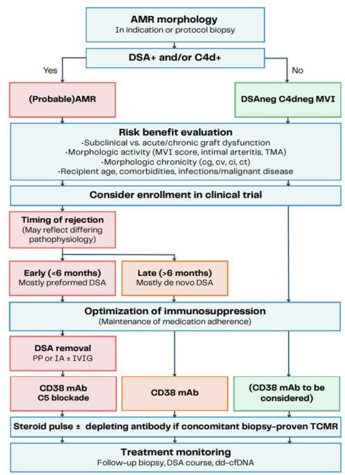 🆕Treatment of Antibody mediated transplant rejection

academic.oup.com/ndt/article/do…

<a href="/NDTsocial/">NDT</a> <a href="/hjanders_hans/">Hans-Joachim Anders</a>