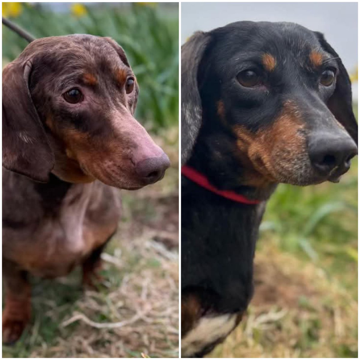 Get that #tuesdayvibe on  #twopoundtuesday by helping rescue animals 💚

Lots of SMALL donations really add up. It makes a BIG difference to our animals

Can you donate £2 today? Here's how 👇

linktr.ee/GreenacresResc…

Thank you 💚

#rehomehour #dogsoftwitter #dogsofX