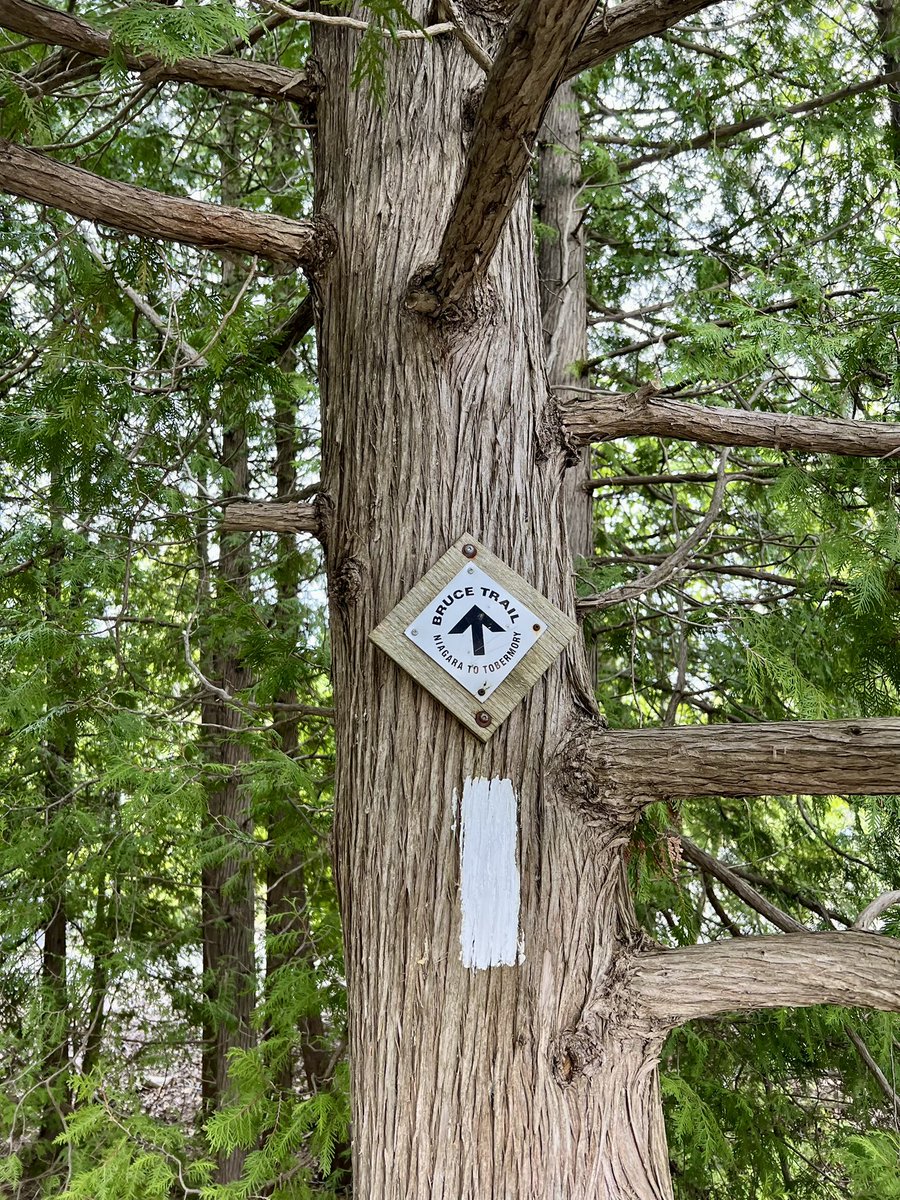 the_mobius_cat's tweet photo. Это мы на Bruce Peninsula ездили, сейчас дома уже 🌱 https://t.co/wHHkGzKe4Q