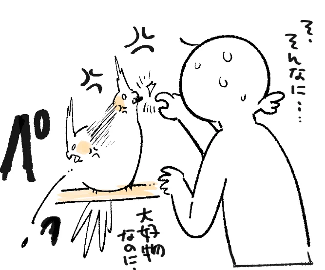 オカメインコ ごめん 