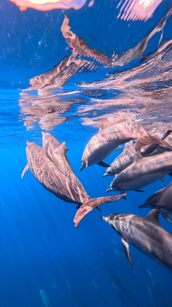 Good morning..! 🙏🏻🫶🏼

#maldives #cuoredimaldive #dolphine #padi