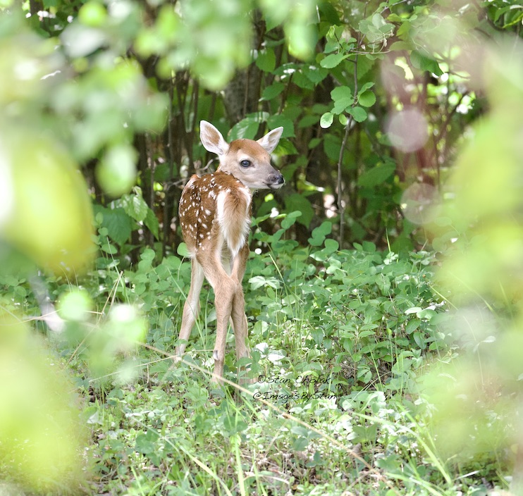 ImagesByStan's tweet image. A candid shot of Bambi today. #fawn #whitetaildeer @altahunthelp @Canada_eng @mikesobel @CiaraYaschuk @NatureAlberta  #Nikon
