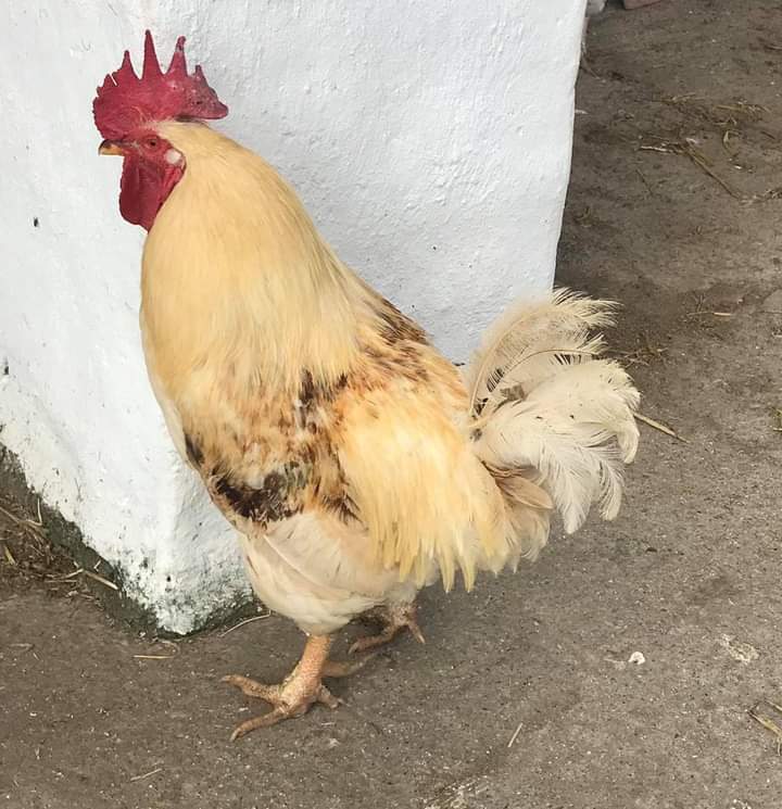 🐓Cockerels🐓

We almost always have cockerels of different sizes needing homes

Please apply by following the link below 👇 if you feel you can offer spacious, predator free accommodation for our boys ideally with some lady friends 🐔

greenacresrescue.org.uk/find-a-pet/sma…

#rehomehour