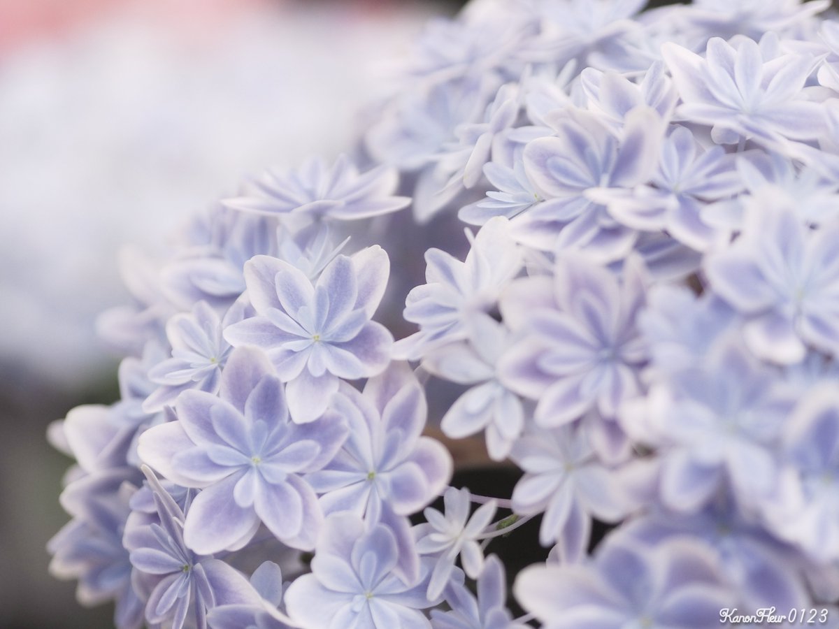 雨に濡れる紫陽花を
撮りに行こうと思ったんだけど
あまりにも雨足が強くて断念💧

#キリトリセカイ 
#ファインダー越しの私の世界 
#TLを花でいっぱいにしよう