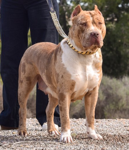 My friends XL bullies had puppies yesterday evening if anyone interested.

They purebred ABKC registered Tri carrier merle 7 puppies available. 

1st pick $8000
2nd pick $6000
3rd pick $5000
4th pick $4000
5th pick $4000
6th pick $4000

                   DAD 👇🏾