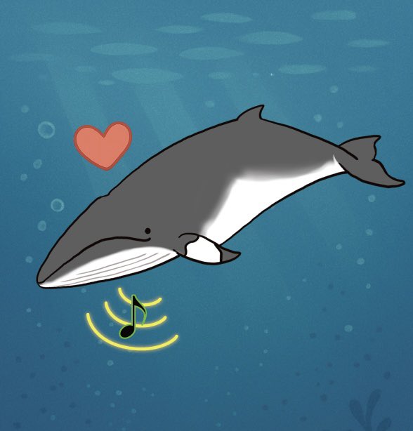 ミンククジラなどのヒゲクジラ類のオスは繁殖期に複雑な鳴き声を発し