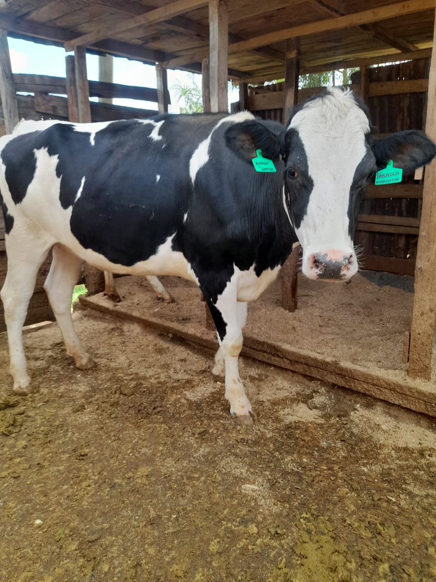 PEDIGREE COWS FOR SALE✨🔥

🔥 What We Offer:
• Strong, healthy cows with high milk yield
• Carefully selected pedigree bloodlines
• Vaccinated &amp; well cared for
• Ideal for dairy &amp; breeding purposes
📞 Call/WhatsApp: +254 713 802 746

De La Rue LuosRutomwangiCecilyabduction