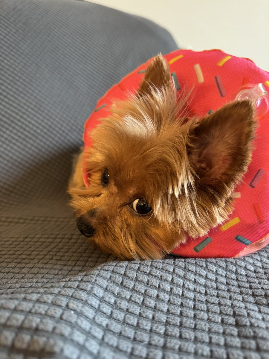Love & Sri (@yorkiedad_21) on Twitter photo Love. <a href="/ZombieSquadHQ/">ZombieSquadHQ💖💚🧡💚🩵©</a> I need paw assistance. Dadguy not only tuuk me’s to z Dogtor 7x in two months but also to z furstealers. Dis bald guy 👨🦲… I fink me needs leegul counsel #ZSHQ Love. <a href="/ZombieSquadHQ/">ZombieSquadHQ💖💚🧡💚🩵©</a> I need paw assistance. Dadguy not only tuuk me’s to z Dogtor 7x in two months but also to z furstealers. Dis bald guy 👨🦲… I fink me needs leegul counsel #ZSHQ