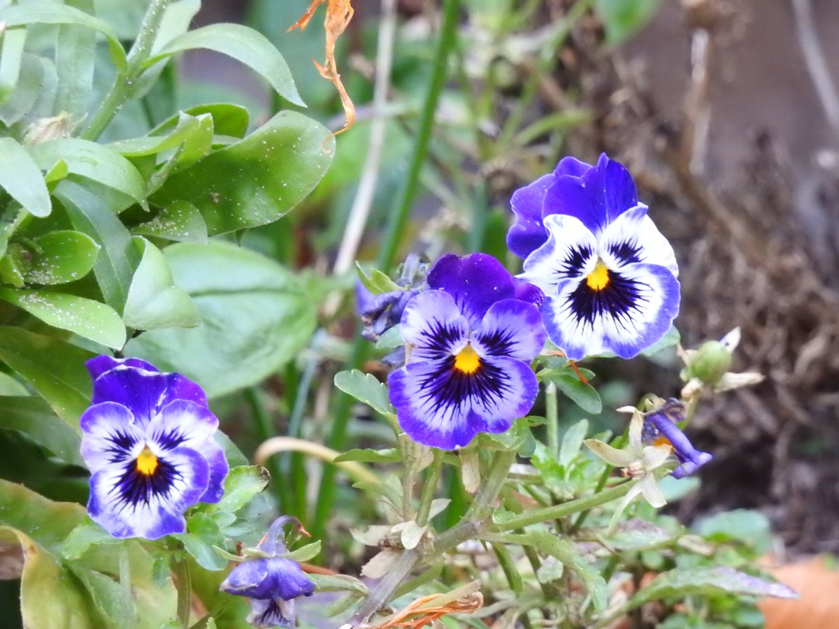Tänään on tiistai kesäkuun 3. päivä. Aurinkoinen päivä alkamassa länsituulen siivittömönö. Lämpöä luvassa max. 14 astetta. Kyllä me tuollakin pärjätään. 😃
Nimipäiväsankarit Orvokki ja Viola. Onnentoivotukset kumpaisellekin. 😍💐🥂