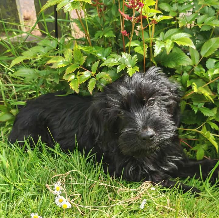 Meet  Heron, a delightful 15 week old #CockerSpaniel cross puppy  

Heron’s mum, a lovely, Cocker Spaniel, was part of our recent large rescue from an alleged illegal breeder

Heron has a gentle nature, friendly temperament &amp; is full of curiosity

He has been brought up in a