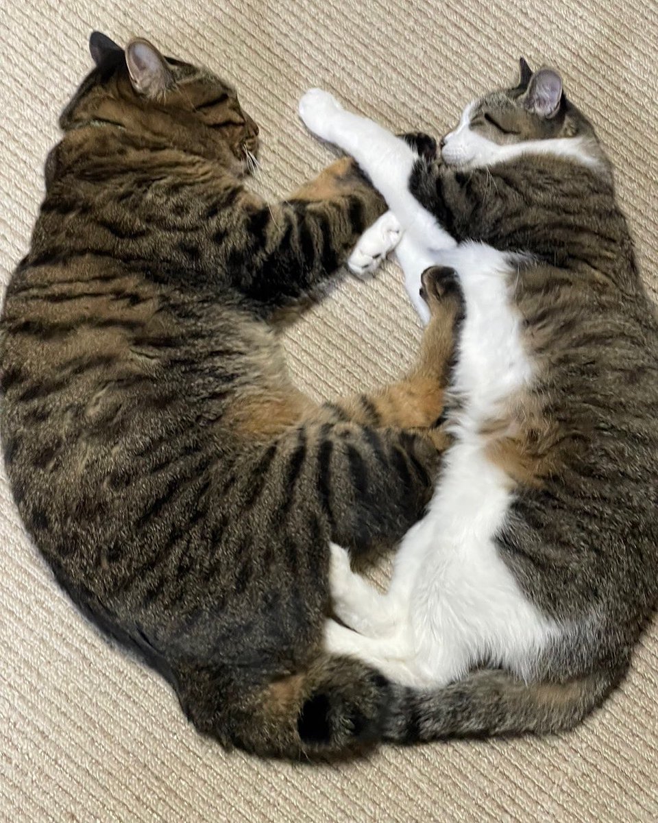 LEON0410420's tweet photo. 虹の橋渡った我が家の頼れる長男レオンさん🐱
2020年11月7日に迎えた二男はむ🐱と長女ちーず🐱

2024年2月14日に出逢った二女ぽぽ🐱

✨我が家の癒し✨ 
\(´-`)/💕︎心が癒される〜💕︎ https://t.co/bV0IjoF7jb