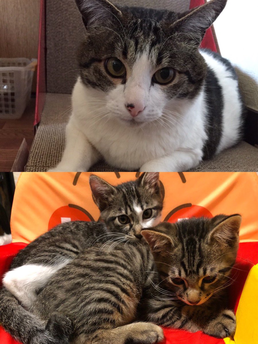 LEON0410420's tweet photo. 虹の橋渡った我が家の頼れる長男レオンさん🐱
2020年11月7日に迎えた二男はむ🐱と長女ちーず🐱

2024年2月14日に出逢った二女ぽぽ🐱

✨我が家の癒し✨ 
\(´-`)/💕︎心が癒される〜💕︎ https://t.co/bV0IjoF7jb