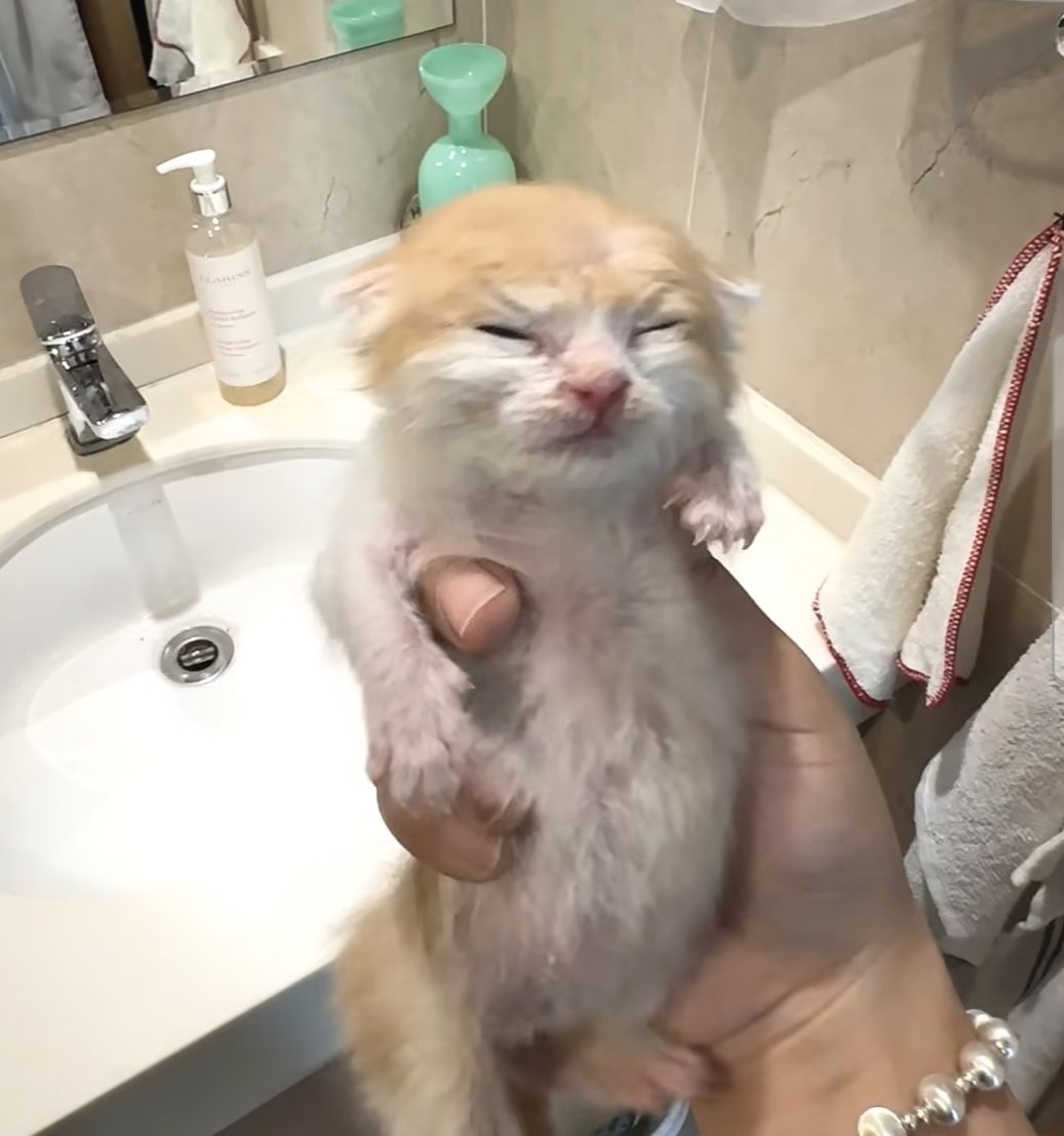 stickydacat (@stickydacat) on Twitter photo Stop calling me STINKY. I SHOWER. Stop calling me STINKY. I SHOWER.