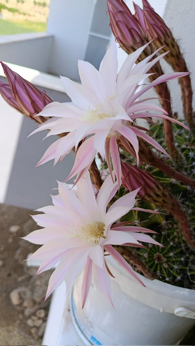 Yaprak ağaçtan, gül dalından, sevgi ise kalpten kopunca kurur.

32