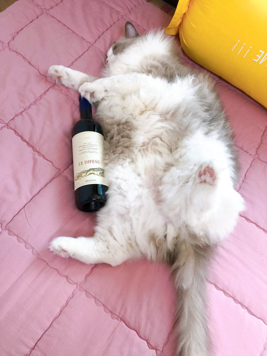 왕 큰 고양이는 사랑❤️
하프보틀 아님