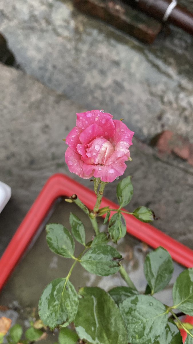 Wishing you a refreshing and peaceful day ahead. 

Let this fresh rose, kissed by raindrops, be a reminder. Every new day holds the promise of beauty, peace and quiet joy.

Start your morning with a smile, a breath of nature and a heart full of hope.