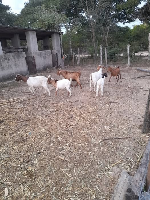 Rural Zimbabwe
Time to buy more goats.
Some have been thrown on the braai stand

Dont LEAVE land IDLE