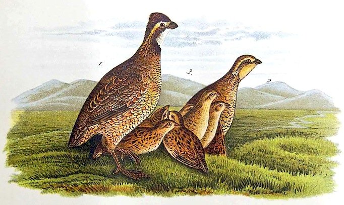 Jour RÉPUBLICAIN de la CAILLE ce 15 prairial du calendrier révolutionnaire (233ème année) et aussi le mardi 3 juin de 2025 après JC ! 🇨🇵🏛🗓🐣🤫