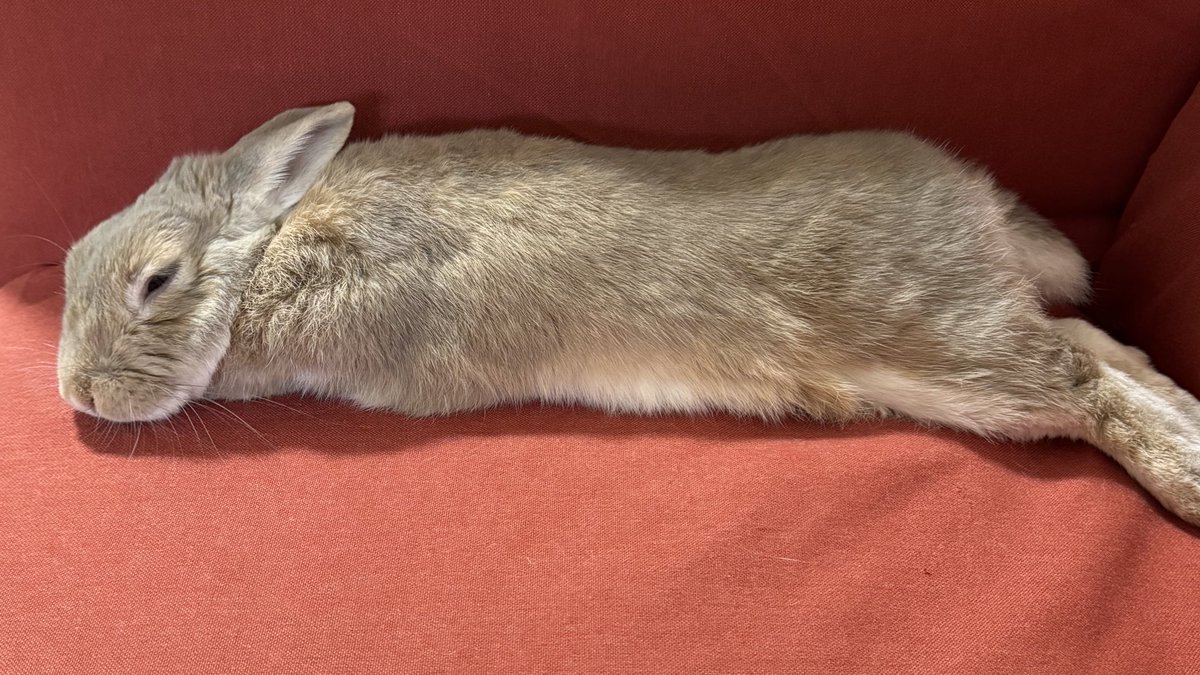 うさぎさん好き