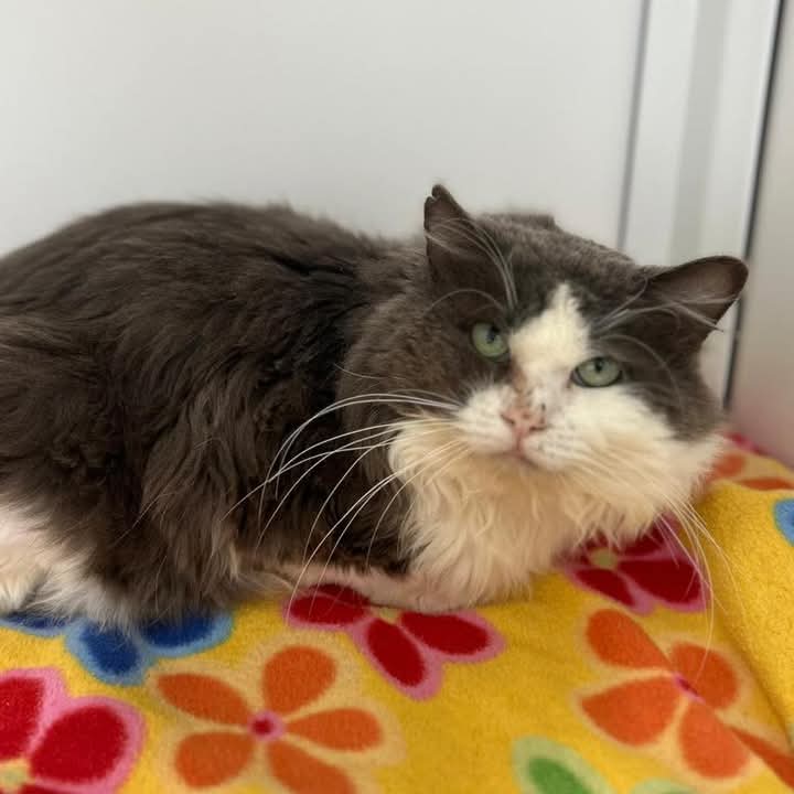 🏡🐱Special Appeal. House Cat Home Needed🐱🏡

Meet Bosco, a stunning, large domestic longhair. He is a sweet, gentle &amp; laid-back lad

Bosco was a stray but a kind-hearted woman contacted us for help

Since his arrival, it’s become clear that Bosco has significant sight issues.