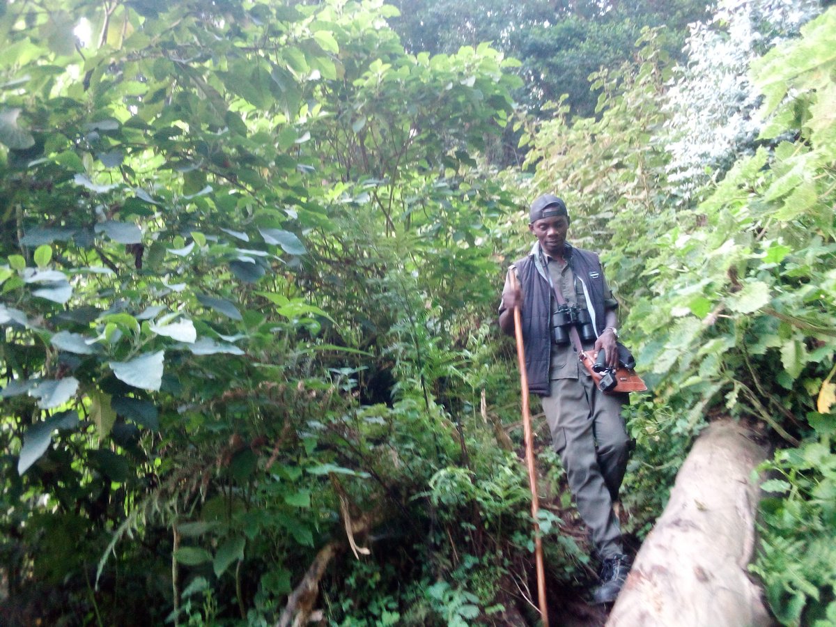 ExploreRda50's tweet photo. Hello fellow travellers 🧡
We are at the rich culture destinations btn @kanzenzesector & @NyakilibaSector
We are planning nature walk experience, 💚 Friday 5th July, will pass through #Ibere rya #Bigogwe to #Muramba #Muhungwe forest.
Are you ready 📞0788466624
#VisitRwanda https://t.co/vYMSP2TsX4