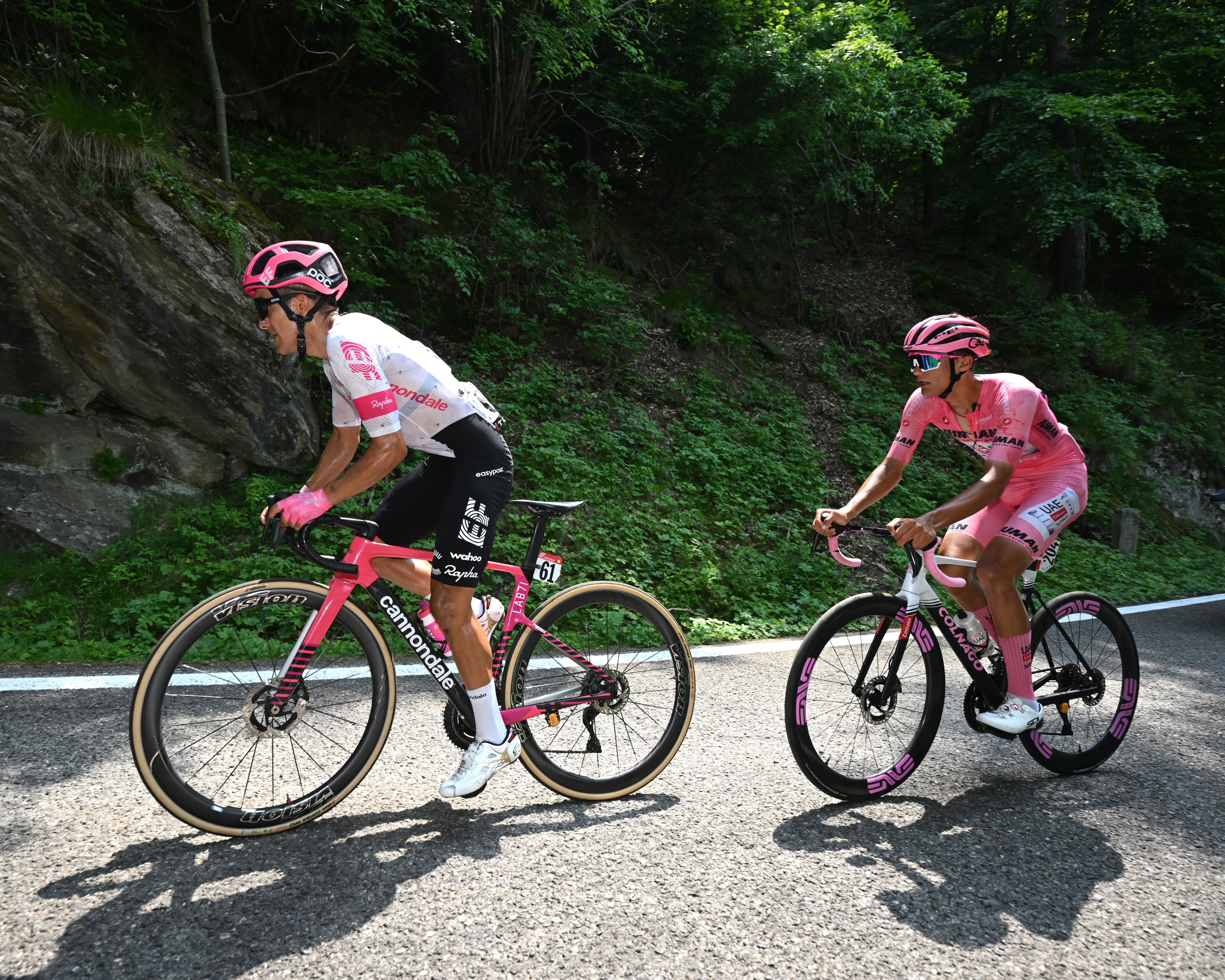 Amazon | (キャノンデール)Cannondale JAPAN COLLECTION