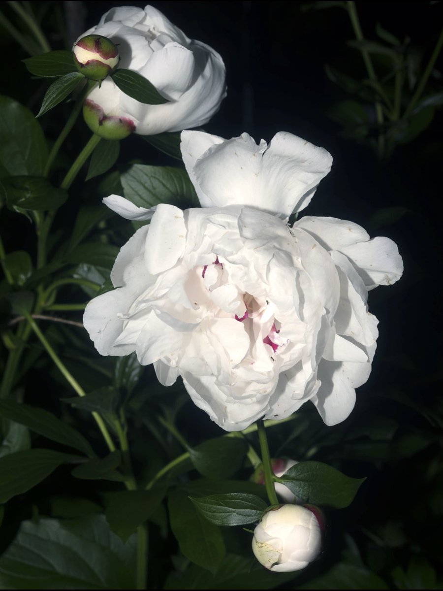 This is the last week to view my solo show ‘Summer Quarters’ at Addison Ripley Gallery in Georgetown, be sure to stop by! shown: Untitled No.3464 (Peony No.1) 2024 - from Summer Quarters, archival pigment print, 42” x 34”, on hahnemuhle paper.