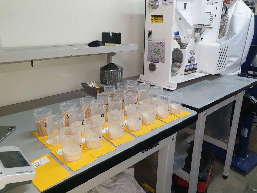 Rice Breeding Australia tweet media