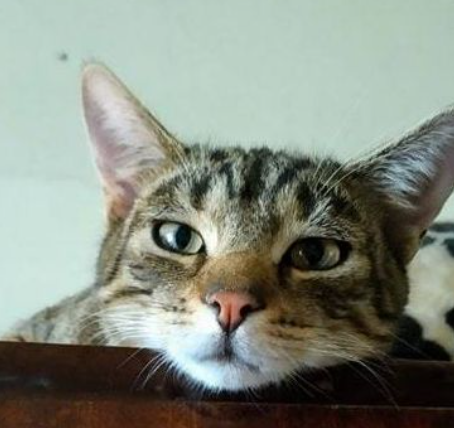 Ojciec, co taki smutny jesteś od rana?
- Kocie myślę, jak mam negocjować z tobą?
To proste ojciec, daj mi to, co chcę i zakończ negocjację.