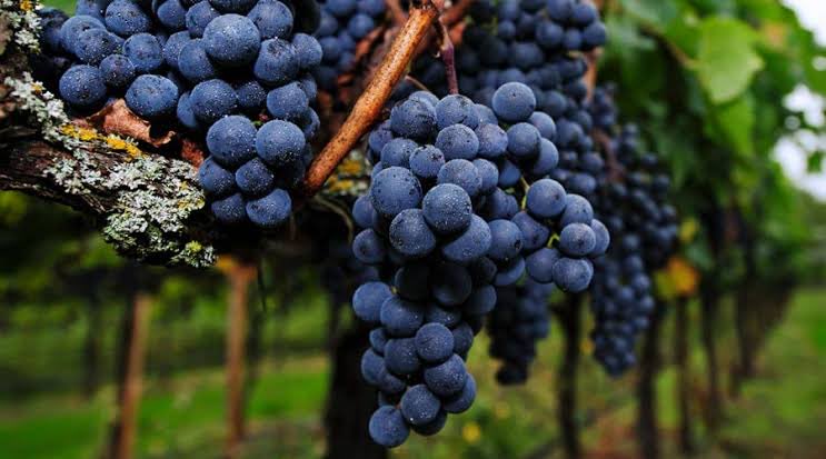 EXPORTS TO THE USA HAVE INCREASED 

South Africa’s agricultural exports to the US rose by 19% in Q1 2025, reaching R3.74-billion, up from Q1 2024, according to Trade Map data. 

This growth, part of a 10% overall export increase to R60-billion, highlights the agri sector’s