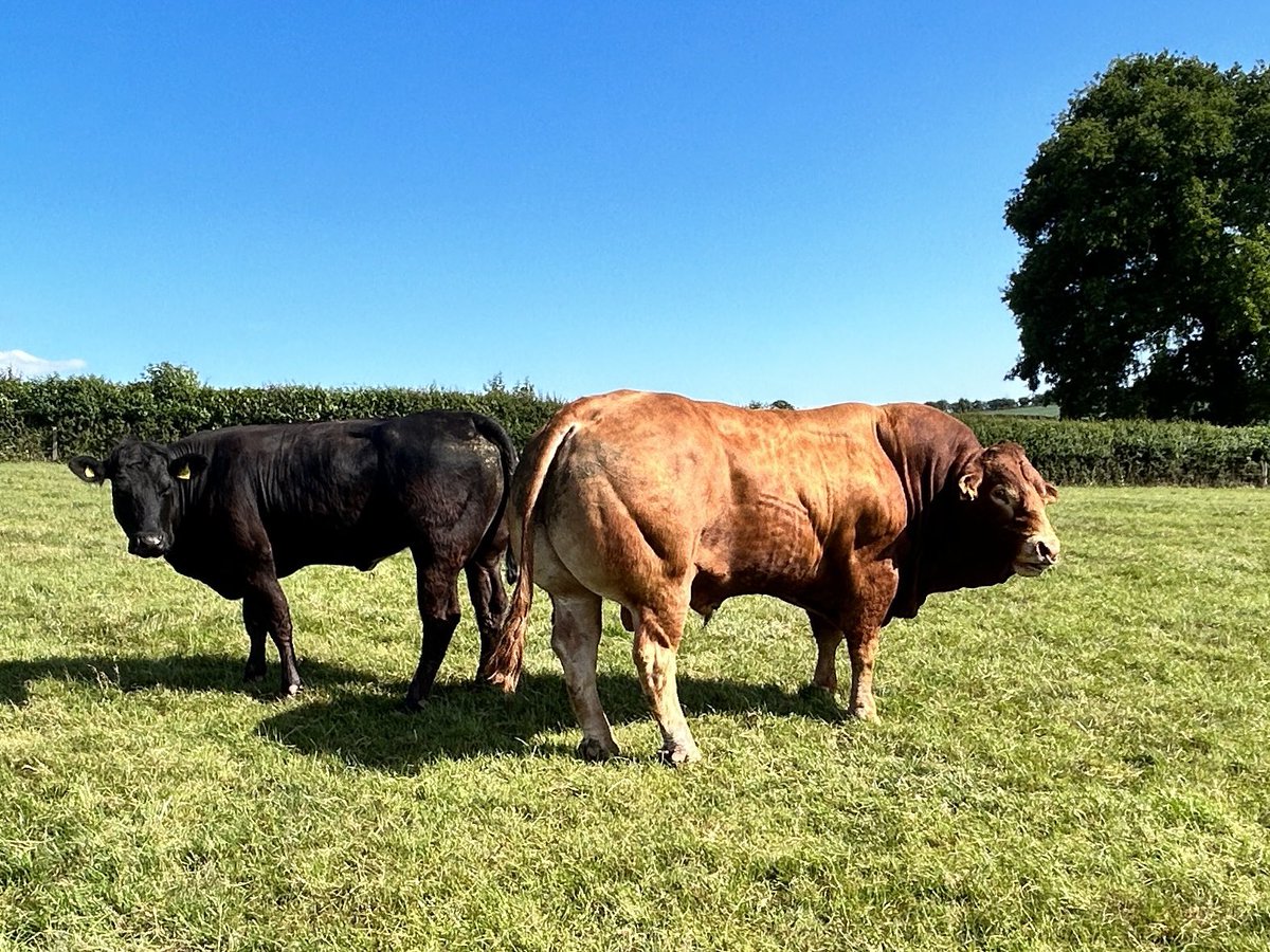 Dylan Jones tweet media