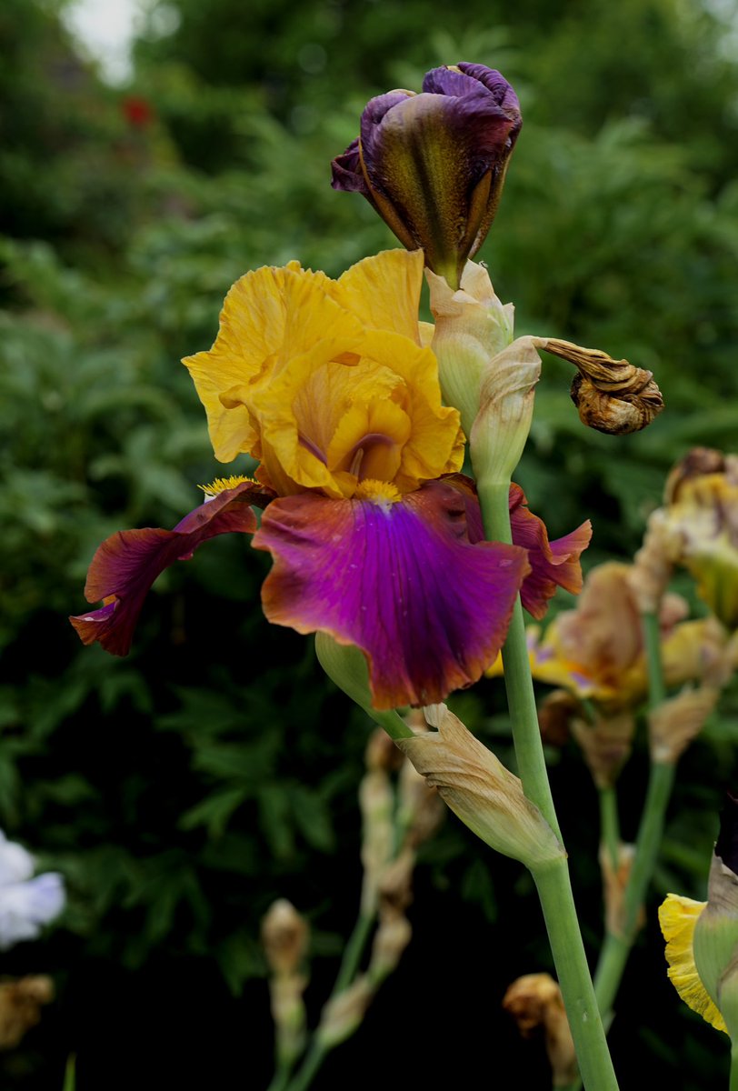 Guten Morgen ihr Lieben 🫶 
Ich wünsch euch  einen leuchtenden Dienstag 🌸
🌺☕️☕️🤗