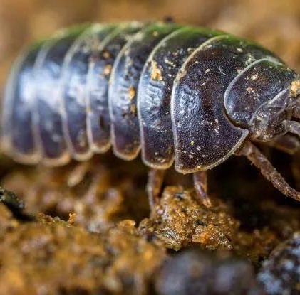 Steinlaus (Loriot) war gestern. Heute ist Schlamm-Assel.