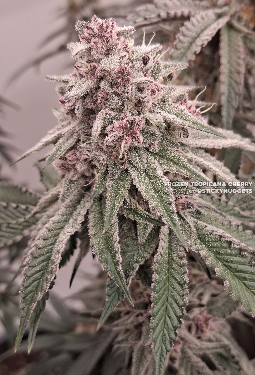 Frozen Tropicana Cherry 🔥
Grown/Photo by stickynuggets (Discord)
Bred by #RobinHoodSeeds
robinhoodseeds.com/approved-vendo…
#cannabis #cannabiscultivation #nugshot