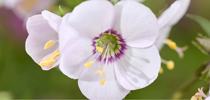 Walter Blom Plants will present three highly promising new cultivars at Flower Trials

Read more via #HortNews >> hortnews.com/articles/horti…

<a href="/flowertrials/">FlowerTrials</a> #perennials