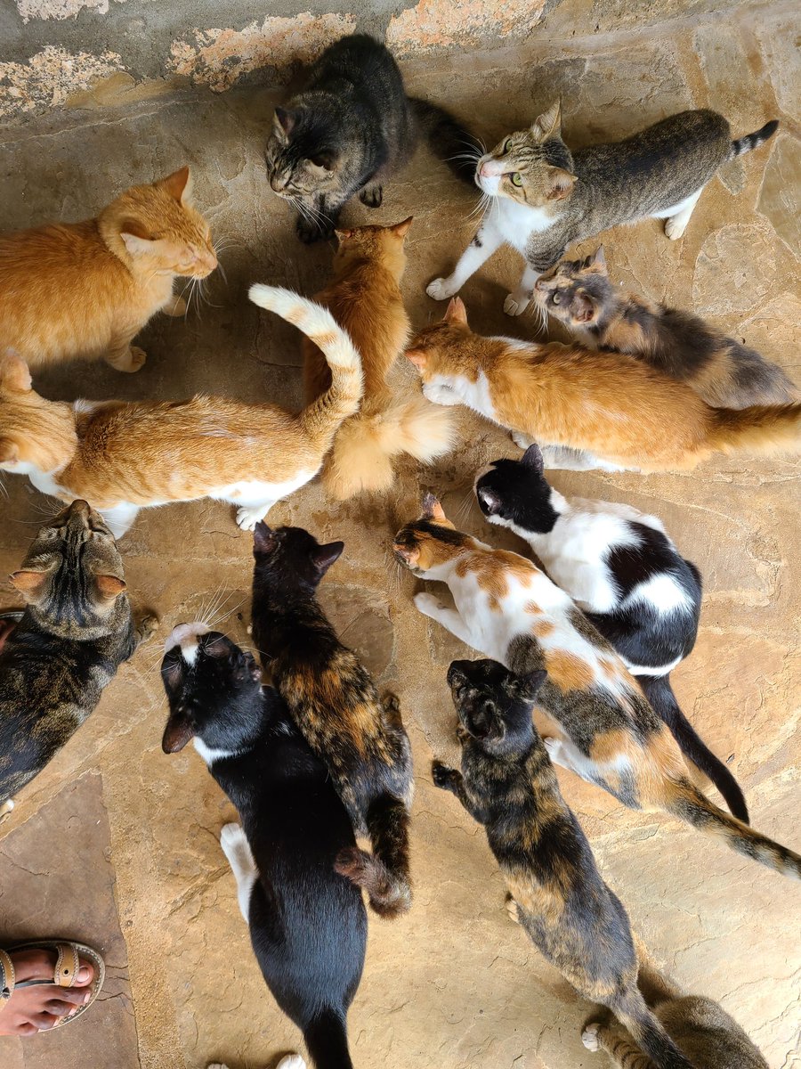 How many cats do you have?

#pentvets #CatsOnTwitter