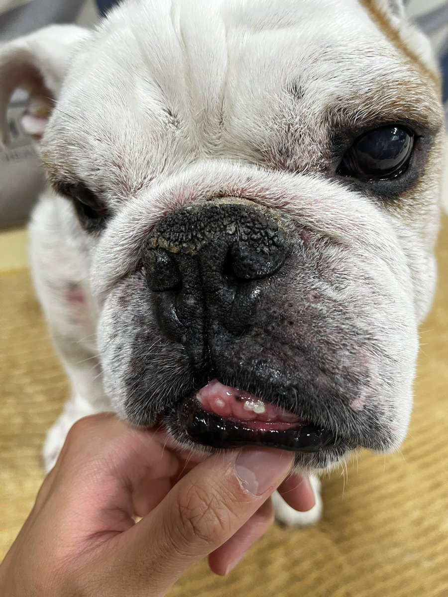 cskdabest's tweet photo. He’s 10 but found he got a new tooth yesterday!!!!🦷 https://t.co/SyfmPCoQPO
