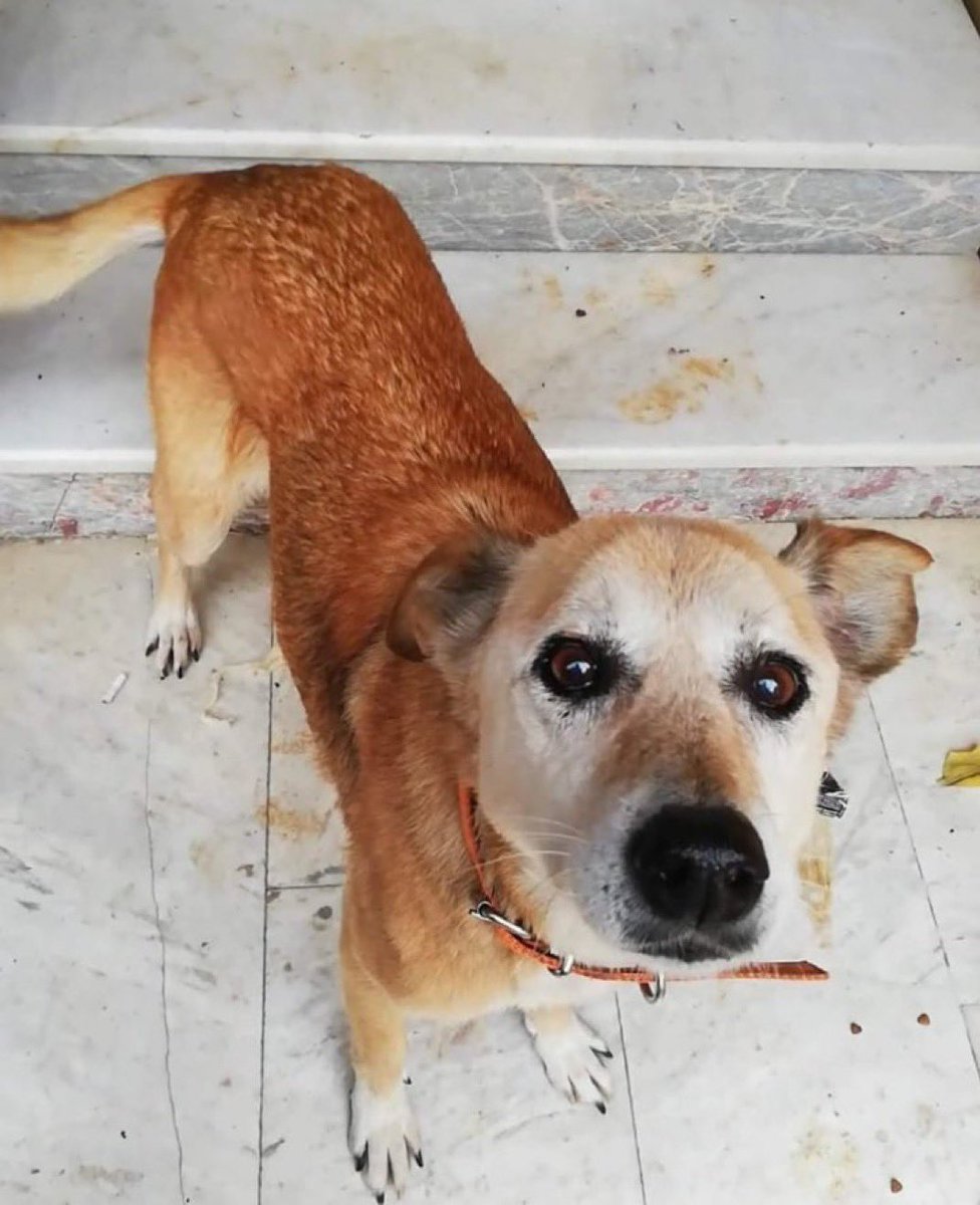 Masum Gözler (@masum_gozler) on Twitter photo 🚨🚨ACİLLLL🚨🚨
PARASİNİ VERİP EMANET ETTİGİMİZ YER KÖPEĞİMİZİ KAÇIRDI:(
GEBZE TAVŞANLI KÖYÜ
LÜTFEN ORADAKİLERİ ETİKETLEYİN
05424364971
<a href="/patilicanlar_/">Patili Canlar</a> 🚨🚨ACİLLLL🚨🚨
PARASİNİ VERİP EMANET ETTİGİMİZ YER KÖPEĞİMİZİ KAÇIRDI:(
GEBZE TAVŞANLI KÖYÜ
LÜTFEN ORADAKİLERİ ETİKETLEYİN
05424364971
<a href="/patilicanlar_/">Patili Canlar</a>