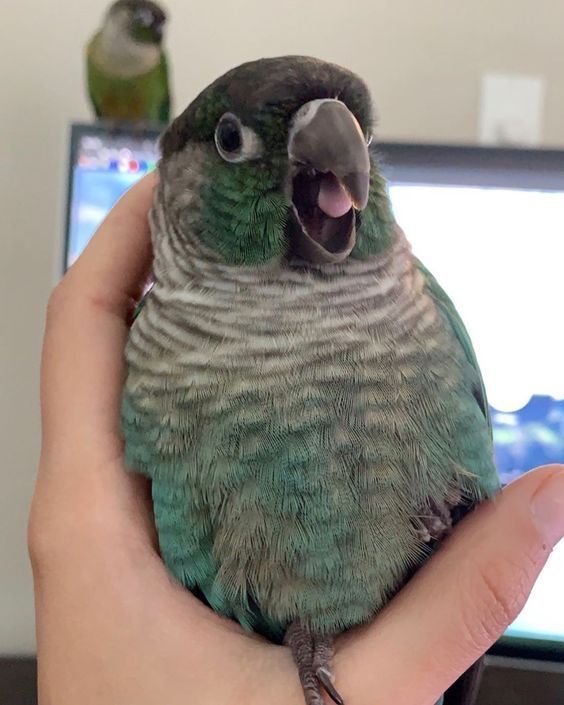 Out of Context Birds (@contextbirds) on Twitter photo 