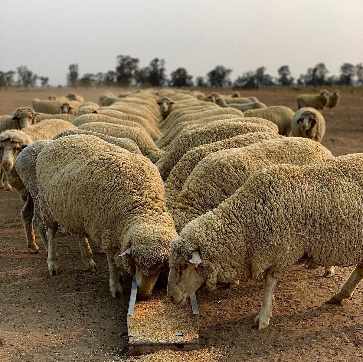 It's certainly the tale of two seasons for NSW at the present time.
Due to the stark contrast in conditions throughout our great state, we've decided to add in an EXTRA webinar in June to cover off on sheep nutrition in all seasonal conditions.
We're calling it a 'mini-series' 😀
