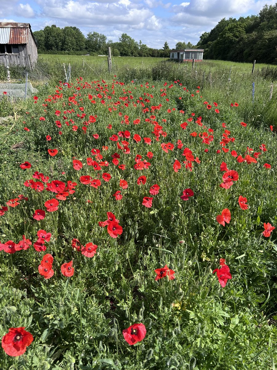 LoveGrowingVeg's tweet image. Somewhere in here is 18 raspberry plants I planted this year 🤪 sometimes you got to let nature do its thing ❤️❤️❤️❤️❤️❤️❤️❤️❤️❤️❤️