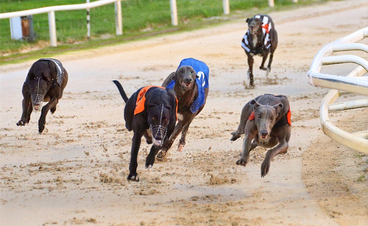 Newcastle Greyhound Stadium (@newcastledogs) on Twitter photo He's the fastest canine in the north 🤩
We caught up with Droopys Bookem's co-owner <a href="/TheOracleBen/">Ben Collins</a> ahead of the English Greyhound Derby semis on Saturday.
Go for it, <a href="/LinkKennels/">Tom Heilbron - Link Kennels</a> 🤞
📸 Jim Tate
🔗 newcastle-greyhounds.co.uk/news/racing/de…
#NewcastleDogs 🐾 He's the fastest canine in the north 🤩
We caught up with Droopys Bookem's co-owner <a href="/TheOracleBen/">Ben Collins</a> ahead of the English Greyhound Derby semis on Saturday.
Go for it, <a href="/LinkKennels/">Tom Heilbron - Link Kennels</a> 🤞
📸 Jim Tate
🔗 newcastle-greyhounds.co.uk/news/racing/de…
#NewcastleDogs 🐾