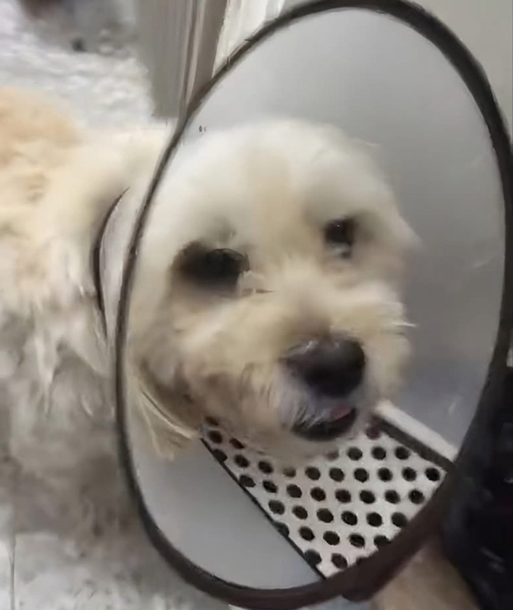 I'm happy to share with everyone that the dog wasn't killed but lost consciousness after the brutal hit by Palestinians. 

He was saved and is now in recovery.

The Palestinians are very known in their way of torturing and killing dogs.