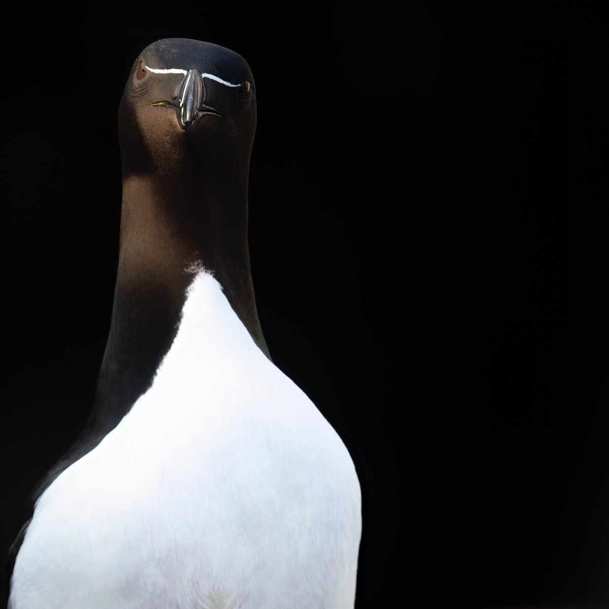 Retrato de alca
Un ave de lo más impresionante